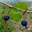 822632-kruisbes-zwarte
