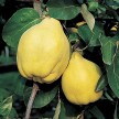 822636-kweepeer-aromatnaya-ananasnaya