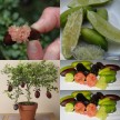 822651-limoenkaviaar-finger-lime
