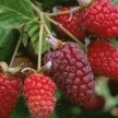 822660-loganbes-thornless-loganberry