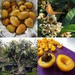 822670-loquat