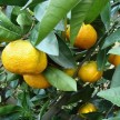 822700-mandarijn-keraji-keraji
