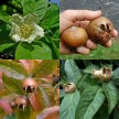 822705-mispel-seedling-mix