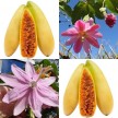 822785-passievrucht-bananen-mollissima