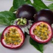 822790-passievrucht-purple-giant