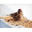 861160-buitenvogelvoer-winterstrooivoer
