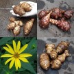 880006-aanbieding-aardperen-topinamboer