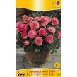 702870-begonia-tuberhybrida-multiflora-maxima-non-stop-roze