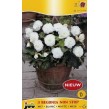 702880-begonia-tuberhybrida-multiflora-maxima-non-stop-wit