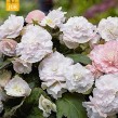702900-begonia-tuberhybrida-multiflora-maxima-wummi-apfelblute