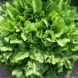 005050-andijvie-nummer-vijf-broadleaf-batavian-batavian-green
