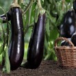 014101-aubergine-black-long-violetta-lunga