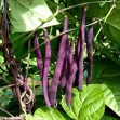 048375-stokspekbonen-kew-blue