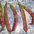 049020-stoksnijbonen-judia-enrame-buenos-aires-rojas-sel-condor