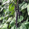 049150-stoksnijbonen-trionfo-violetto-cosse-violette-purple-podded-climbing