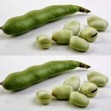 049950-tuinbonen-cuku-pupas