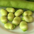 050052-tuinbonen-mansholter-wierdeboon