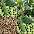 050220-tuinbonen-solberga