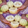 202240-meloenen-kiku-chrysanthemum