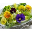310700-viooltjessalade-tasty-viola-f1