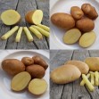 405254-aardappels-lady-amarilla