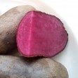 406454-aardappels-red-storm