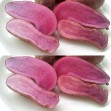 406504-aardappels-rosemarie-rosalinde