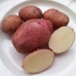 407120-aardappels-ballwitzer-rotwalze