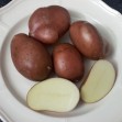 407165-aardappels-blaue-horner-nr-13