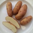 408525-aardappels-potsdamer-hornchen
