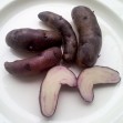 408795-aardappels-badenser-blauhornchen-batenser-blauhornchen