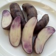 408867-aardappels-quitisch-puca-zaailing