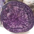 408896-aardappels-valfi-konigsblau-schwarzer-tengel