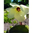 500900-abelmoschus-manihot