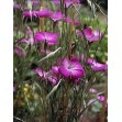 502100-agrostemma-githago-milas