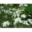 502120-agrostemma-githago-snow-queen-bianca