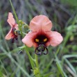 502165-alonsoa-unilabiata