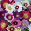502200-alcea-rosea-annua-indian-spring