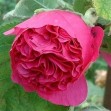 502224-alcea-rosea-annua-majorette-dark-rose