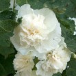 502230-alcea-rosea-annua-majorette-white
