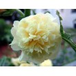 502232-alcea-rosea-annua-majorette-yellow