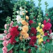 502250-alcea-rosea-annua-summer-carnival-mixed