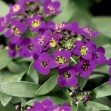 502340-alyssum-maritimum-oriental-nights