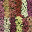 502350-alyssum-maritimum-aphrodite-mixed-easter-basket-mixture-wandering-mixed