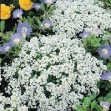 502500-alyssum-maritimum-carpet-snow-snow-cloth