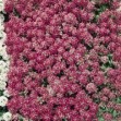 502700-alyssum-maritimum-rosie-day