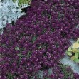 502800-alyssum-maritimum-violet-queen