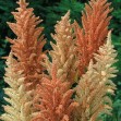 503065-amaranthus-cruentus-autumn-palette