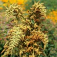 503070-amaranthus-cruentus-autumn-touch