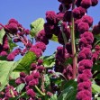 503077-amaranthus-caudatus-dreadlocks